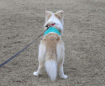 チェル仁王立ち