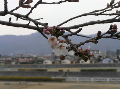 桜開花宣言