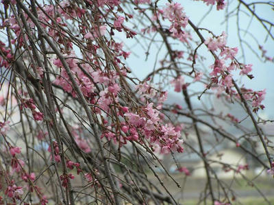 しだれ桜