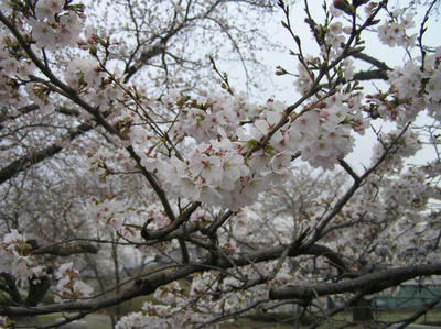 桜満開