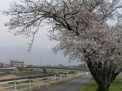 桜満開4