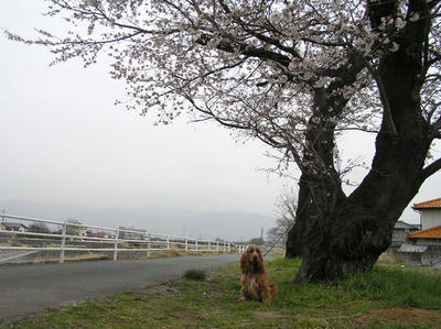 桜満開6