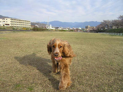 ごめんなすって