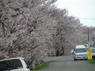 河川敷の桜