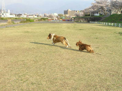 やったぜ追いかけっこ