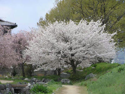 見納め桜