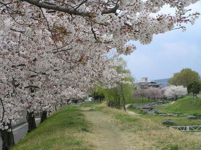 見納め桜2