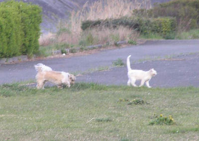 コロと猫
