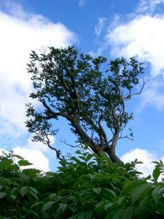 f4e71099.jpg