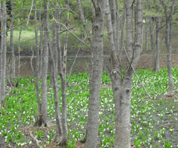 DSCF0073.JPG