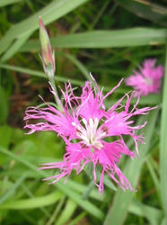 DSCF0172.JPG