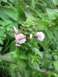 DSCF0211.JPG
