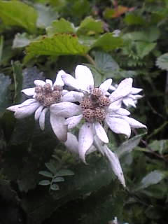 Image094.jpg