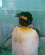 福岡市動物園　ペンギン