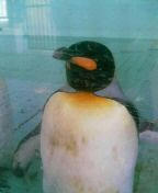 福岡市動物園 ペンギン
