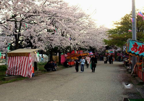 広い敷地内には沢山の桜が咲いていました。