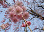 s-DSCF0412.jpg