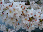 s-DSCF0462.jpg