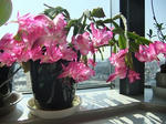 s-DSCF4580.jpg