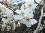 s-DSCF4649.jpg