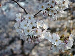 s-DSCF4692.jpg