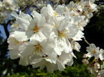 s-DSCF4723.jpg