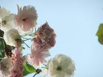 s-DSCF5049.jpg