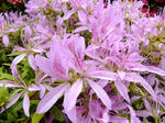 s-DSCF4939.jpg