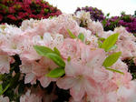 s-DSCF4944.jpg