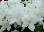 s-DSCF4948.jpg