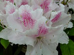 s-DSCF4964.jpg