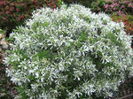 s-DSCF4974.jpg