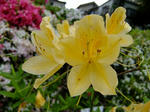 s-DSCF4973.jpg