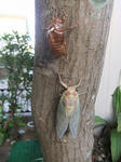 s-DSCF5251.jpg