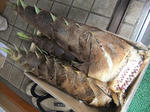 s-DSCF6530.jpg