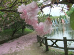 s-DSCF6522.jpg
