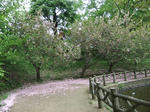 s-DSCF6521.jpg