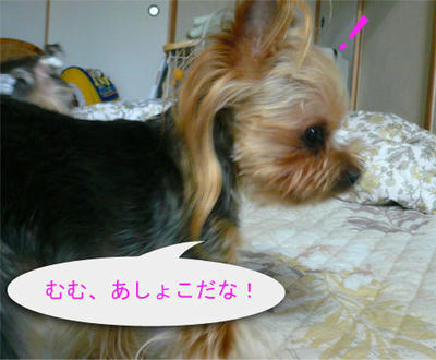 kondeji-033.jpg