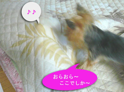 kondeji-035.jpg