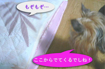 kondeji-036.jpg