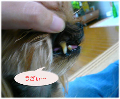 kondeji-009.jpg