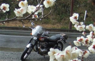 月ヶ瀬　梅