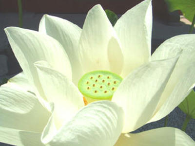 白い蓮の花