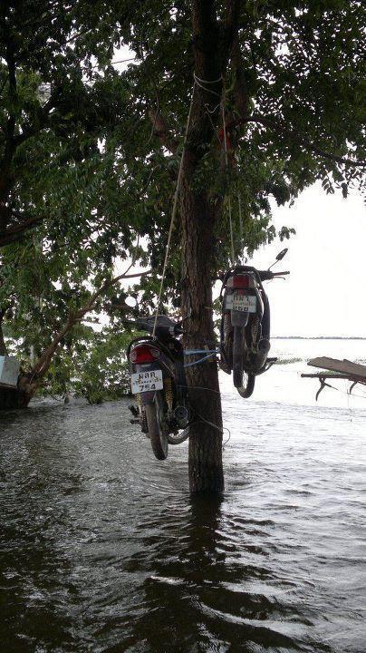 バイクの成る木