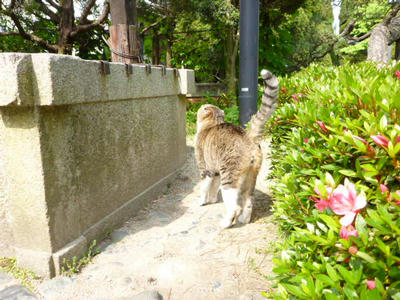 自我のある猫