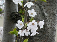 sakura2.jpg