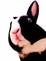 middle_1192857652.gif