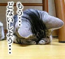img_256452_4287040_2.gif