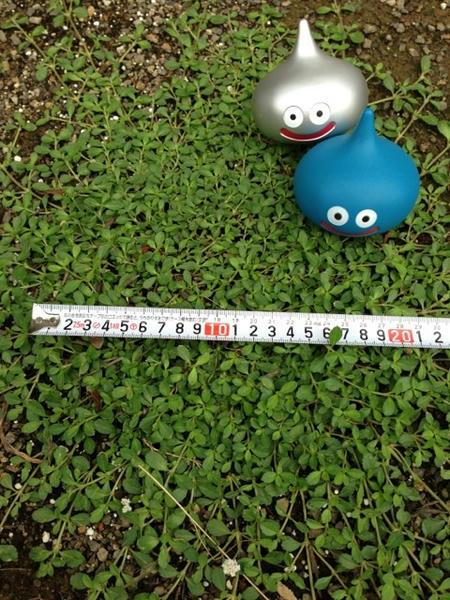 7週間