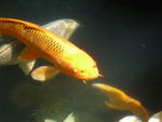 人面魚